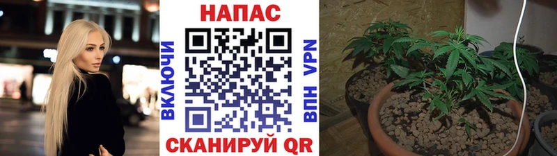 Купить где  Горно-Алтайск  Бошки Шишки план 